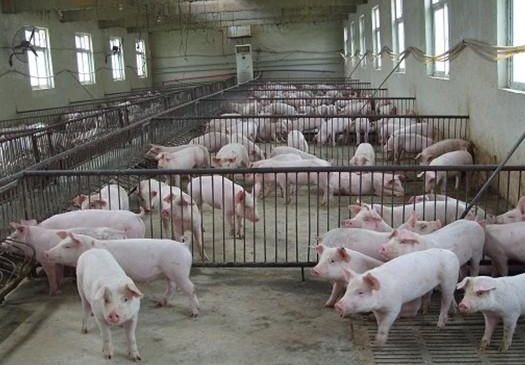 宝武风机盘管机组成功应用于养猪场
